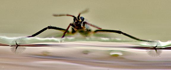 water-bug-hero.jpg