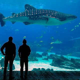 "Two people looking at a whale at the Georgia Aquarium"